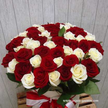 Красные белые розы в коробке 51 шт Воронеж 2