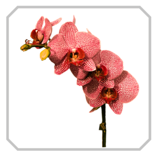 Букеты из орхидей