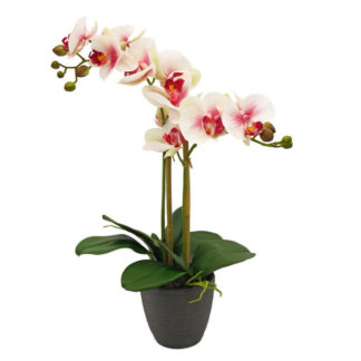 Орхидеи Фаленопсис/Цимбидиум